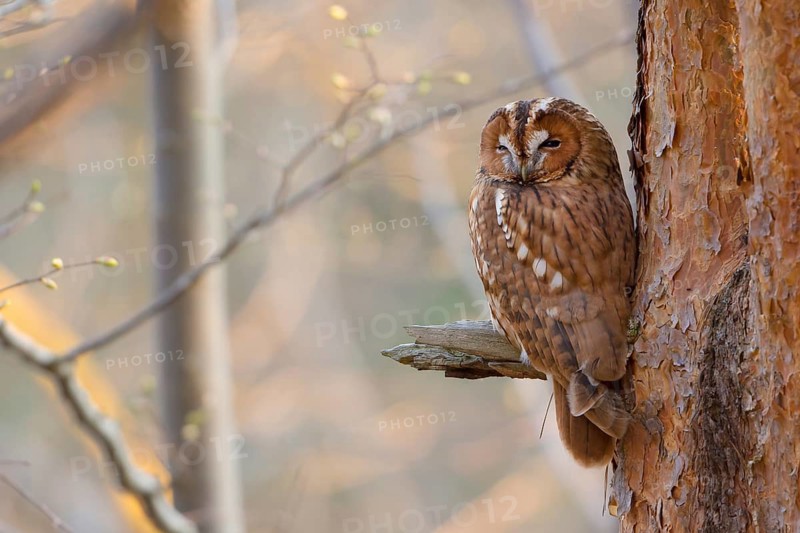 Tawny Owl (Strix aluco)perched in a tree, Saxony, Germany