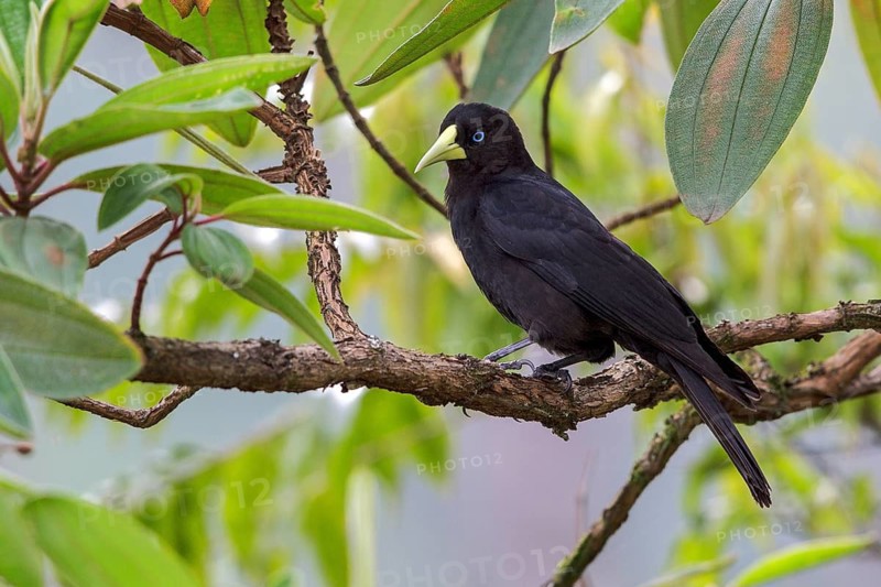 Red-rumped Cacique (Cacicus haemorrhous) perched on a branch in the Atlantic rainforest of southeast Brazil