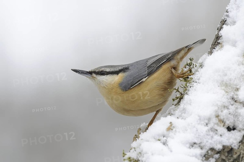 Eurasian Nuthatch (Sitta europaea), Germany