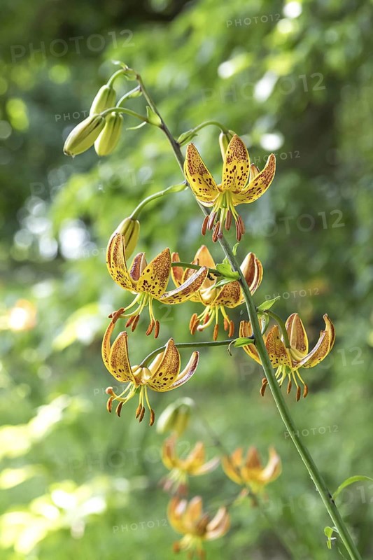 Turk's cap lily (Lilium martagon), Dyck Castle, Germany