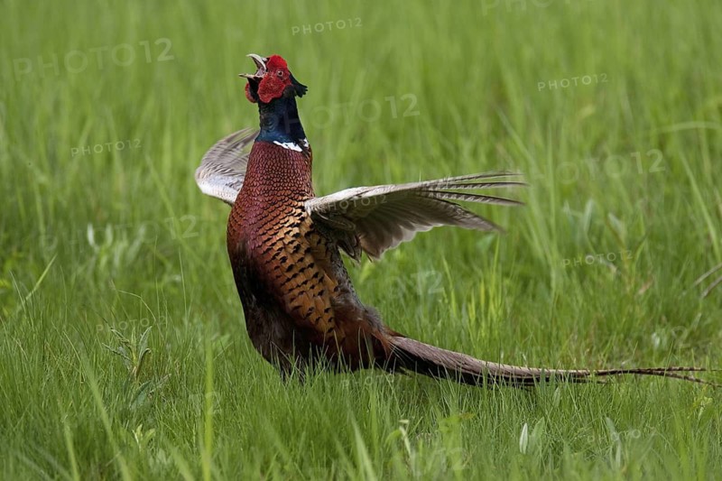 Common Pheasant (Phasianus colchicus) male calling, Lake Neusiedl, Austria