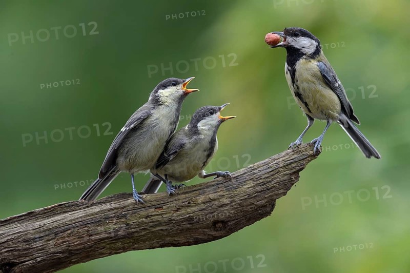 Great Tit (Parus major) juvenile, Berlin, Germany