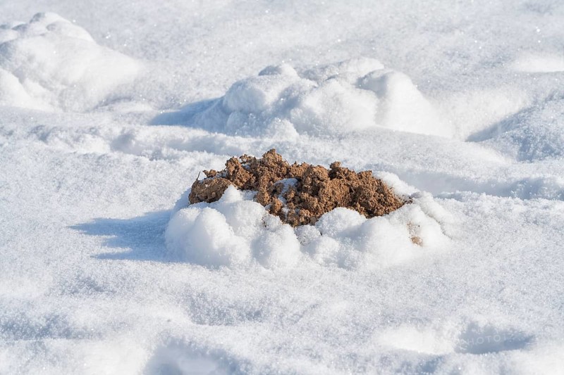 Snow surface with a molehill
