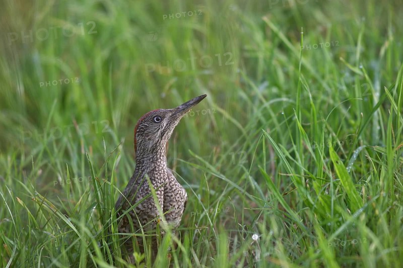 Green woodpecker (Picus viridis) fledgling secured in the meadow, Allgäu, Bavaria, Germany, Allgäu, Bavaria, Germany