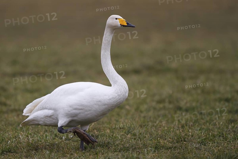 Whooper Swan (Cygnus cygnus), North Rhine-Westphalia, Germany