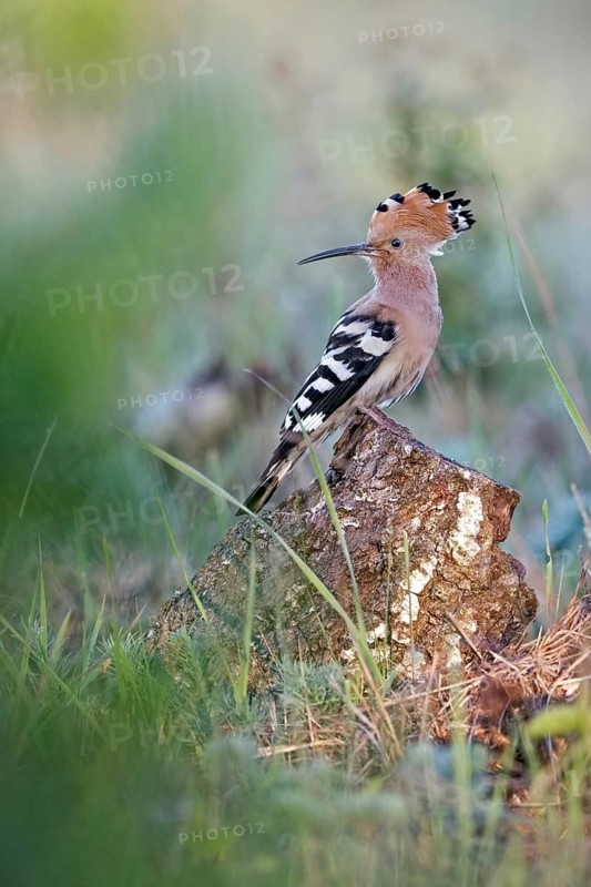 Eurasian Hoopoe (Upupa epops) perched on a stump, Saxony-Anhalt, Germany