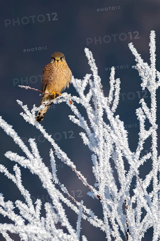 Kestrel (Falco tinnunculus), female, Schlitters, Tyrol, Austria
