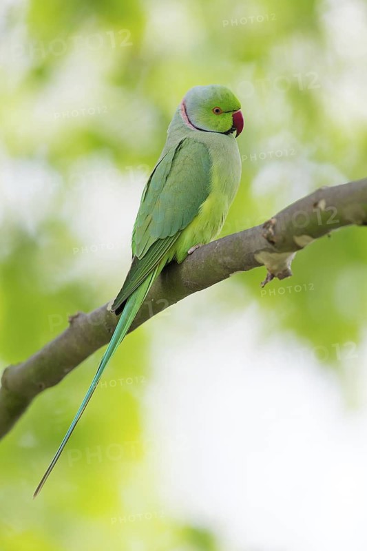 Collared Parakeet, Small Alexander Parakeet, (Psittacula krameri), Old World Parrot family, Animals, Birds, Parrot species, Mannheim, Baden-Württemberg, Federal Republic of Germany