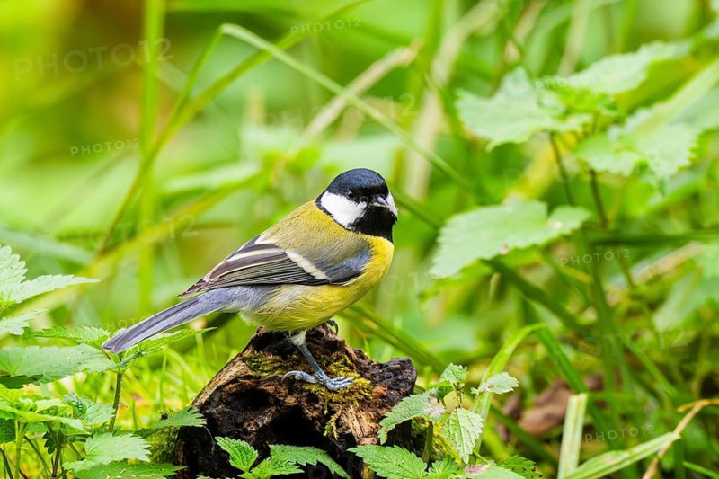 Great tit (Parus major) sitting on an old wrotten tree trunk at a swamp, Bavaria, Germany