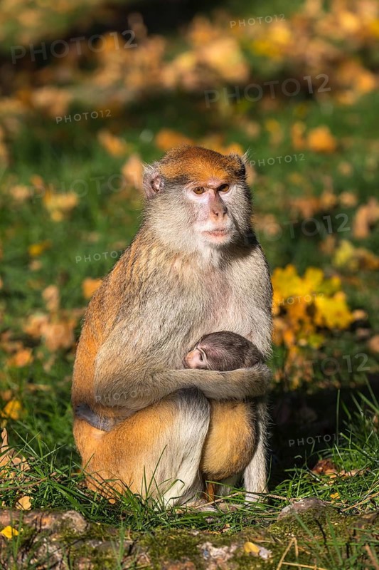 One female patas monkey (Erythrocebus patas)with her baby in late light on a green meadow