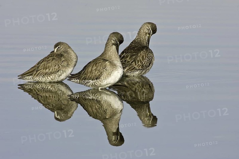 Long-billed Dowitcher (Limnodromus scolopaceus), California, USA