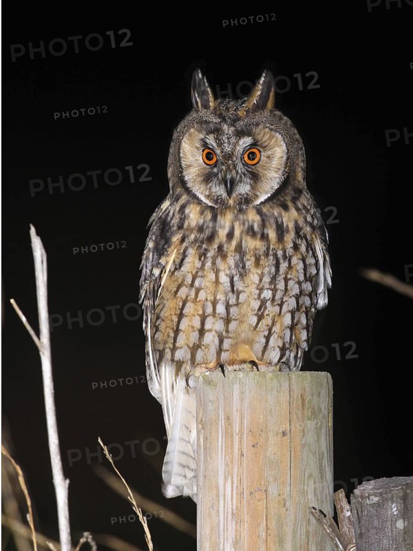 Long-eared Owl (Asio otus), Vila Franca de Xira, Portugal