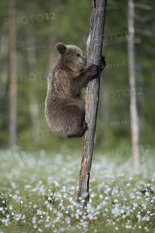 Eurasian Brown Bear (Ursus arctos) cub climbing on tree trunk in white cottongrass, Finland