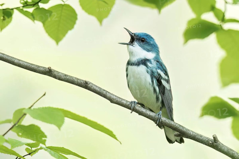 Cerulean Warbler (Dendroica cerulea) perched on a branch in Ontario, Canada