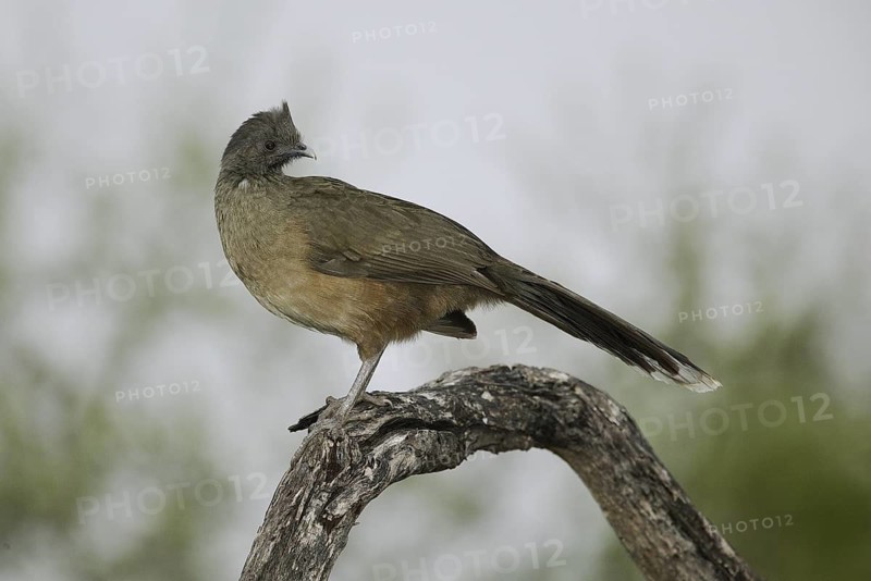 Plain Chachalaca (Ortalis vetula mccalli), Texas, USA