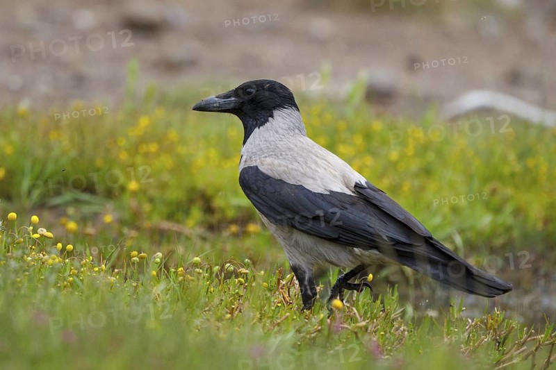 Hooded Crow (Corvus cornix), Greece