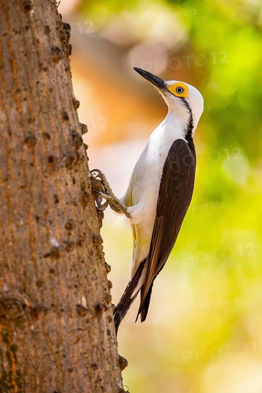 White woodpecker (Melanerpes candidus) Pantanal Brazil