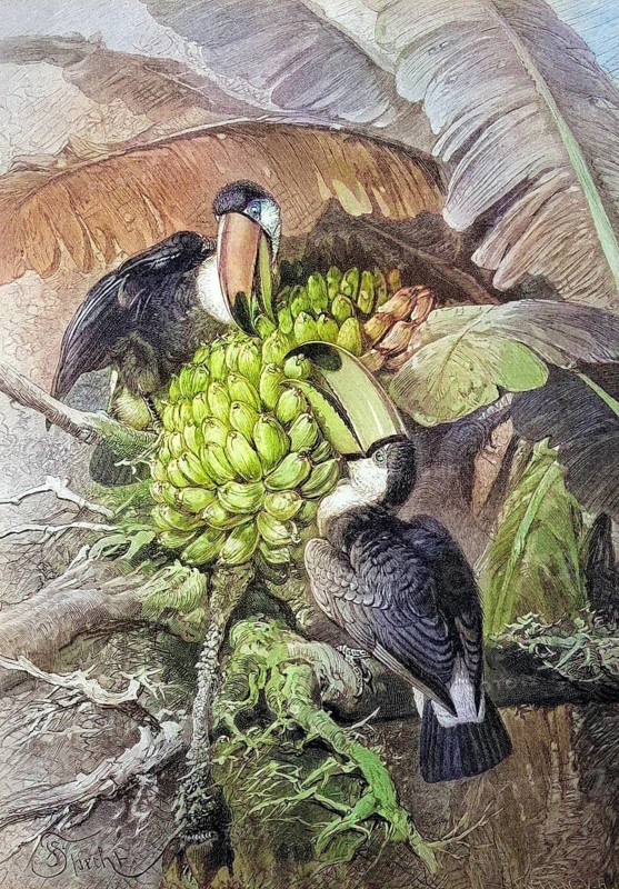 Giant toucans, Ramphastos toco, in a banana bush, coloured wood engraving, reproduction of an original from ca. 1888, Historical, Two toucans eating bananas in a tropical setting. The scene is colourful and exotic