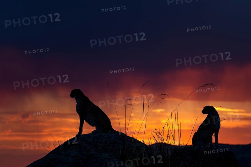 Cheetah (Acinonyx jubatus) captive, two females in sunset, Castile-La Mancha, Spain