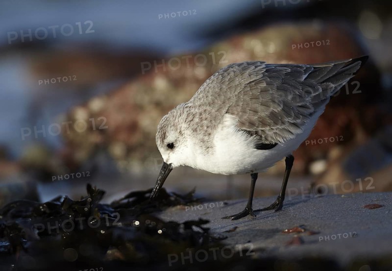 Sanderling (Calidris alba) foraging, Schleswig-Holstein, Germany