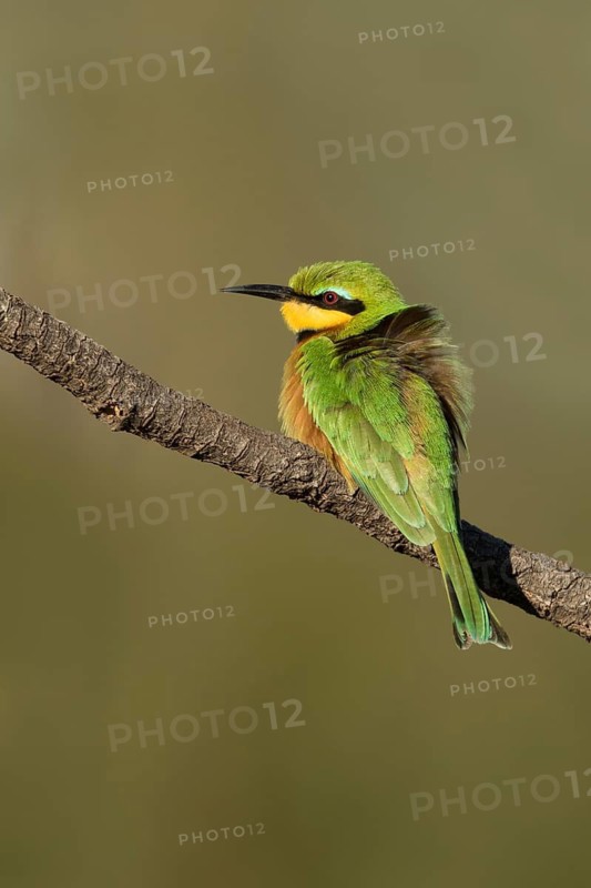 Dwergbijeneterzittend op tak, Little Bee-eater on pearch