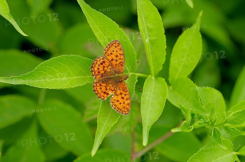 Meadowsweet fritillary (Brenthis ino), orange, leaf, Austria, The butterfly sits with open wings on a green leaf