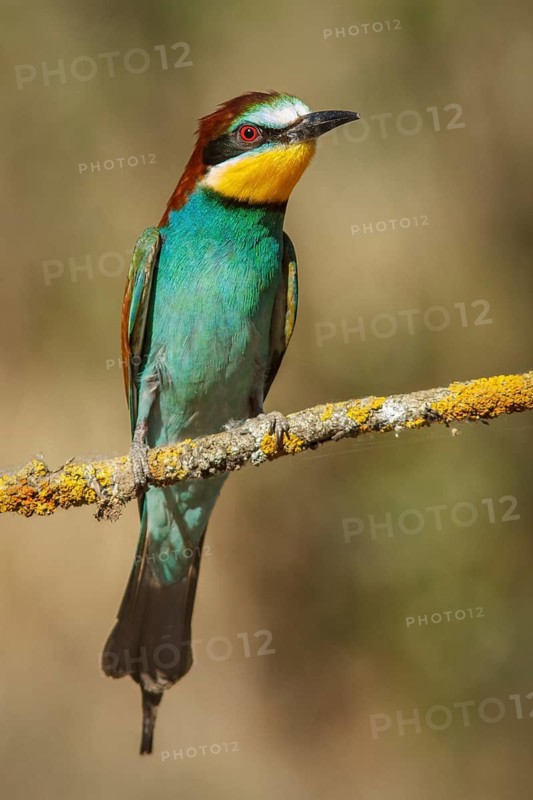 European bee-eater (Merops apiaster), perched on a branch, Castile and Leon, Spain