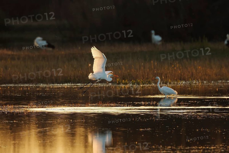 A graceful egret takes flight over a sunlit wetland, reflecting golden hues on the water. Another egret stands calmly, creating a serene and picturesque wildlife scene in wetland of the Emporda