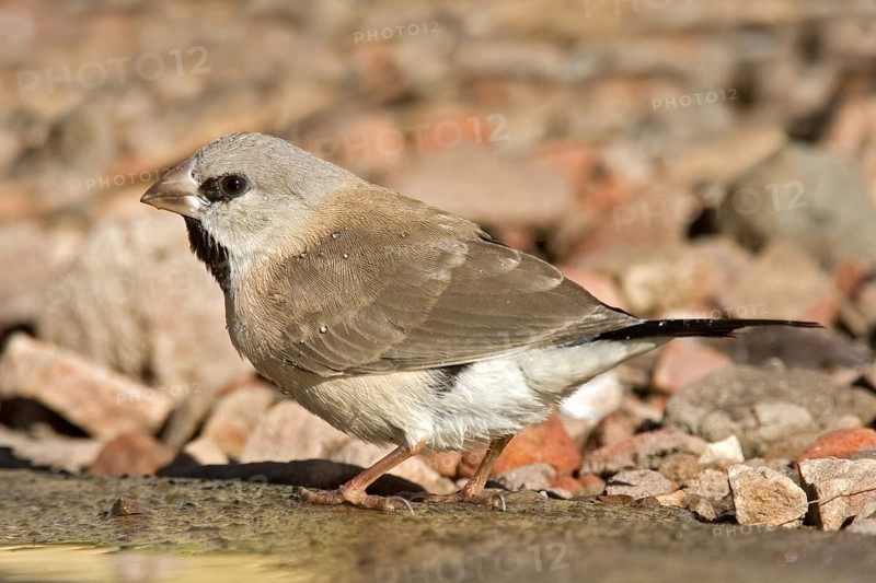 Long-tailed Finch (Poephila acuticauda) juvenile, Kimberley, Western Australia, Australia