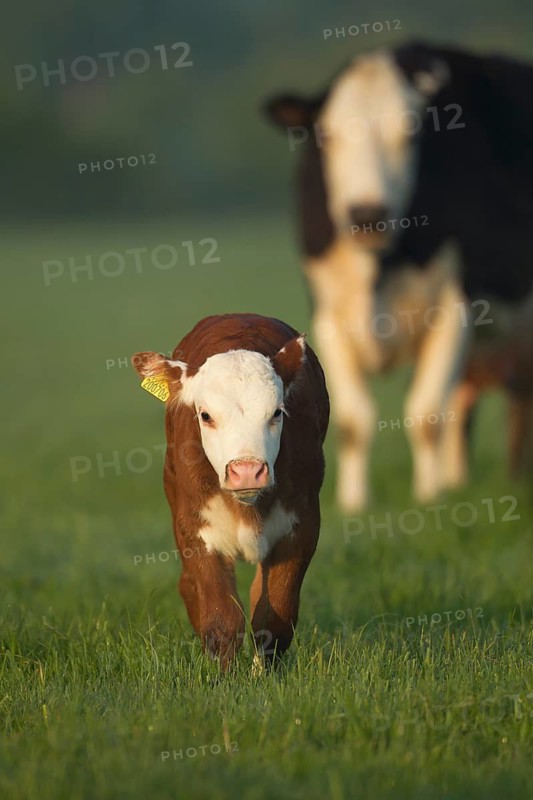 Domestic cow or cattle (Bos taurus) juvenile baby calf farm animal walking in a grass field, England, United Kingdom