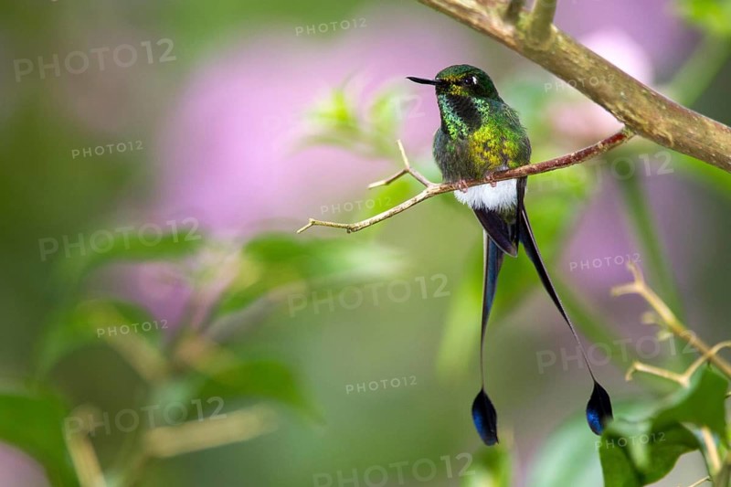 Booted Racket-tail (Ocreatus underwoodii) perched on a branch, Pichincha, Ecuador