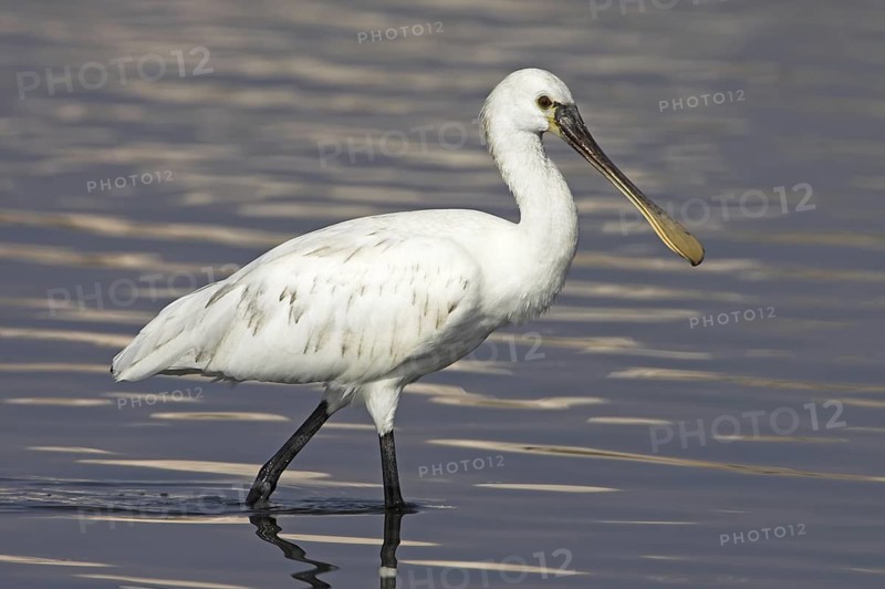 Eurasian Spoonbill (Platalea leucorodia), Oman