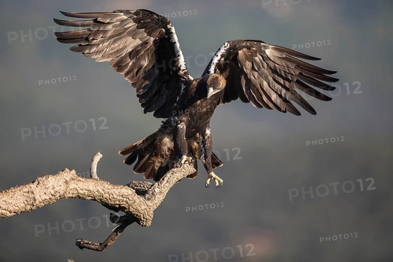 Iberian Eagle (Aquila adalberti), Spanish imperial eagle, Extremadura, Castilla La Mancha, Spain