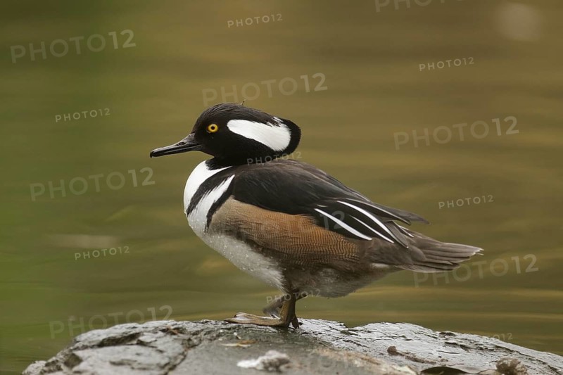 Male Hooded Merganser (Lophodytes cucullatus) perched on a rock