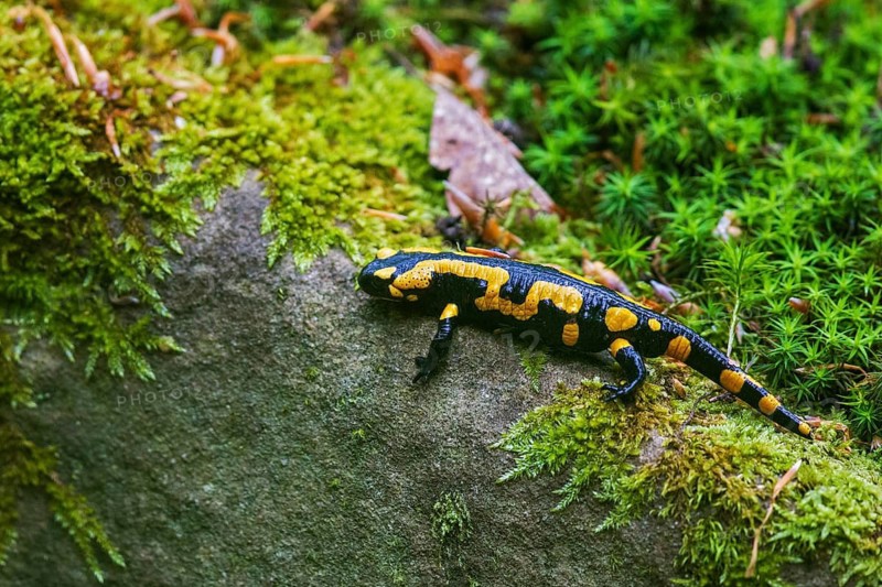 Feuersalamander (Salamandra salamandra) läuft über bemoosten Felsen, Bayern, Deutschland