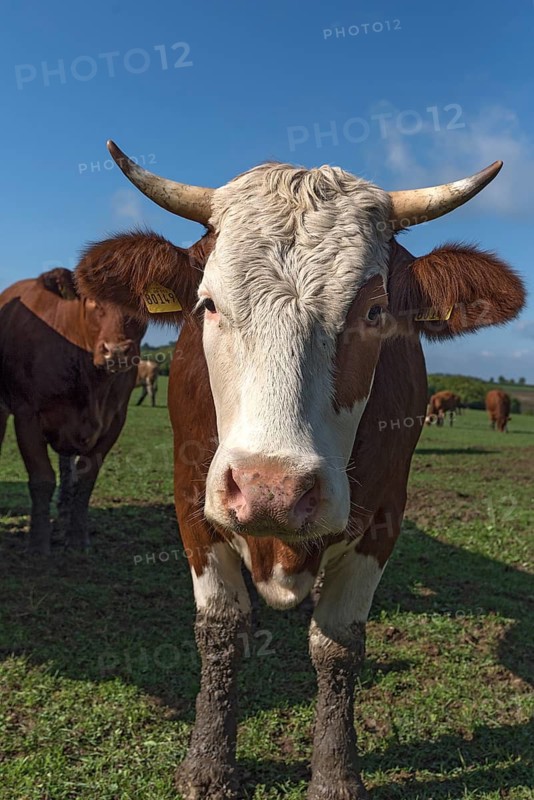 Buntscheck cow on the pasture, Franconia, Bavaria, Germany