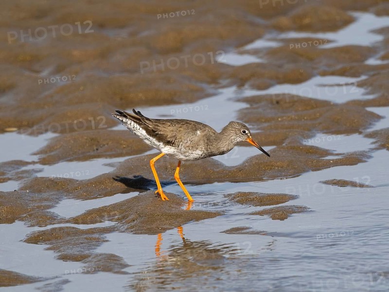 Redshank (Tringa totanus), migrant wader, adult bird feeding on the shoreline at low tide, North East coast, Northumberland, England, UK