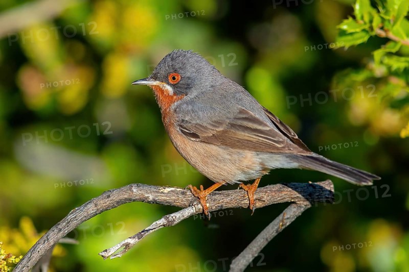 White-bearded warbler, (Sylvia cantillans), perch, biotope, bearded warbler, songbird, warbler family, perch, Lesvos Island, Greece