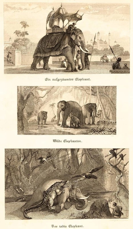 Three different elephants, decorated elephant with covered seat in park, wild elephants in natural habitat, dead elephant eaten by wild animals, crocodile, birds, hunters, jungle, building, steel engraving, historical illustration 1834