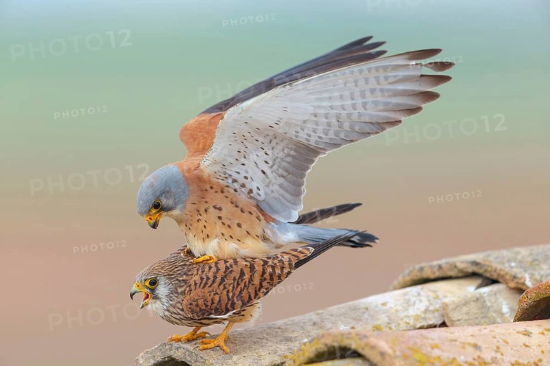 Kestrel, (Falco tinnunculus), falcon family, falcons, male and female, mating, copula, rooftop, Hides de El Taray Lesser Kestr, Villafranca de los Caballeros, Castilla La Mancha Toledo, Spain