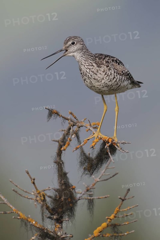 Greater Yellowlegs (Tringa melanoleuca) calling, Alaska, USA