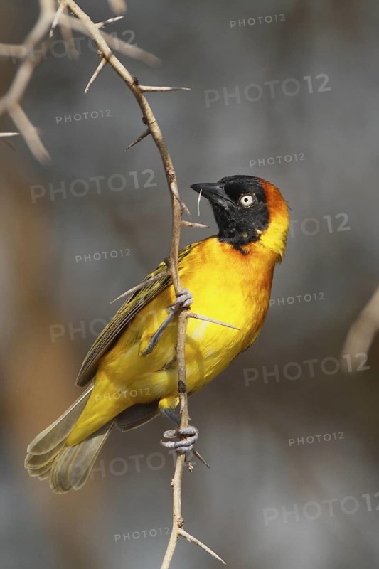 Lesser Masked Weaver, Ploceus intermedius