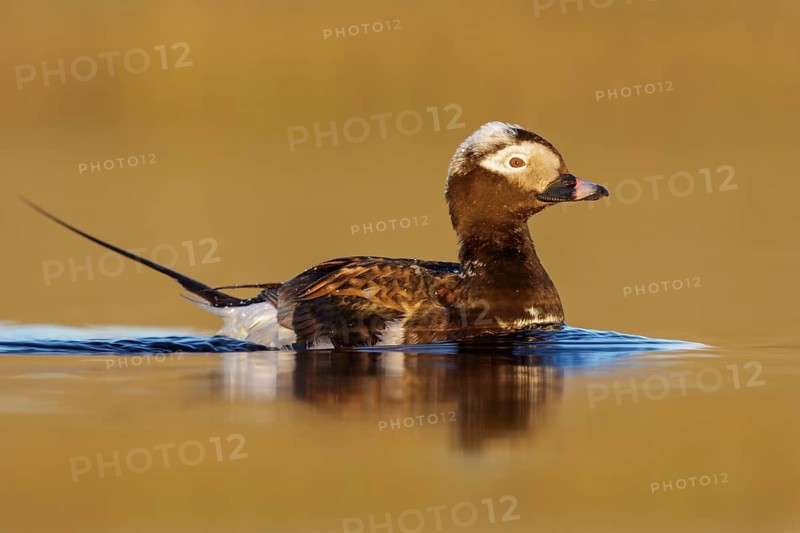 Long-tailed Duck (Clangula hyemalis) in a pond near Nome, Alaska