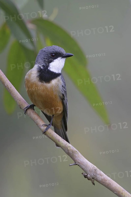 Rufous Whistler (Pachycephala rufiventris) male, Victoria, Australia