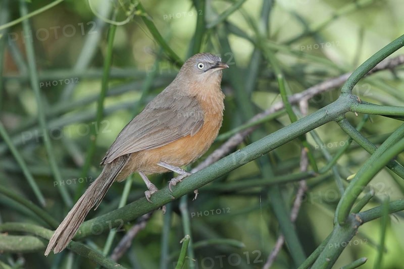 Rufous Chatterer (Turdoides rubiginosa), Lake Baringo, Botswana