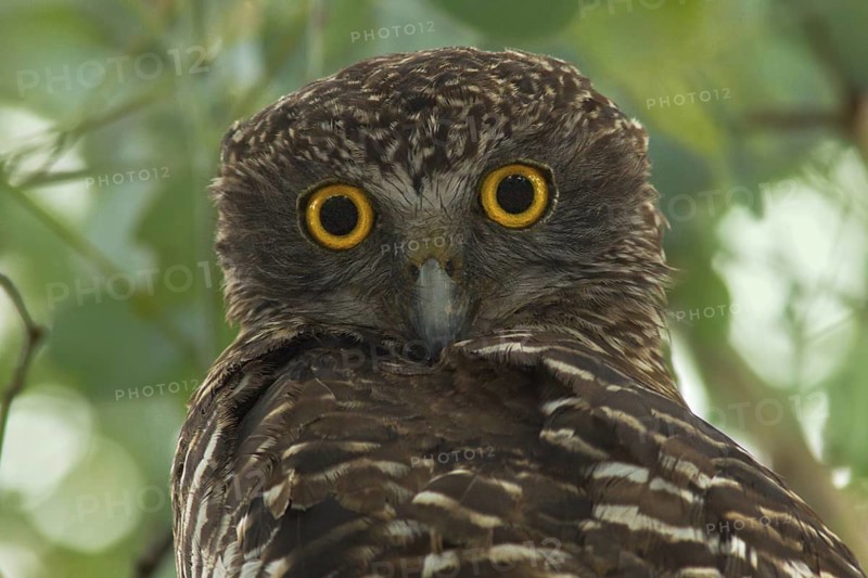Powerful Owl (Ninox strenua), Victoria, Australia