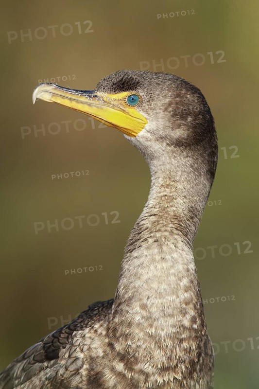 Double-crested Cormorant (Phalacrocorax auritus), Florida, USA