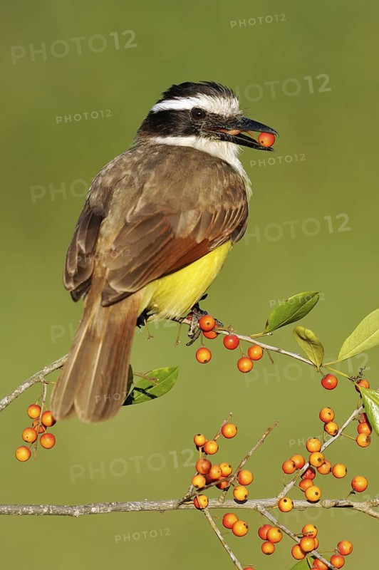 Great Kiskadee (Pitangus sulphuratus), Texas, USA