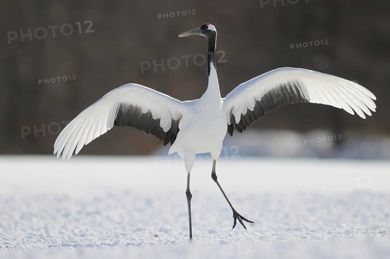 Red-crowned Crane (Grus japonensis), Hokkaido, Japan
