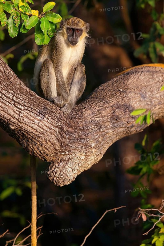Green monkey (Chlorocebus sabaeus), guenon family, Janjabureh boat trip, Janjabureh, South Bank, Gambia